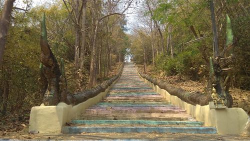 Footpath amidst trees in forest