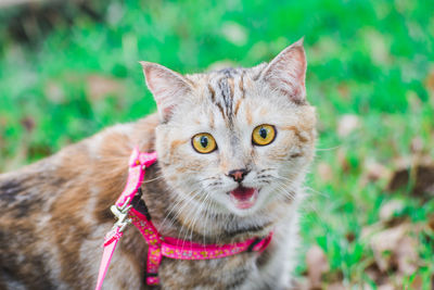 Portrait of cat on field