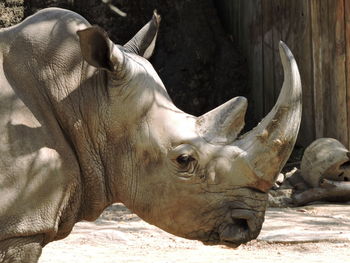 Close-up of elephant