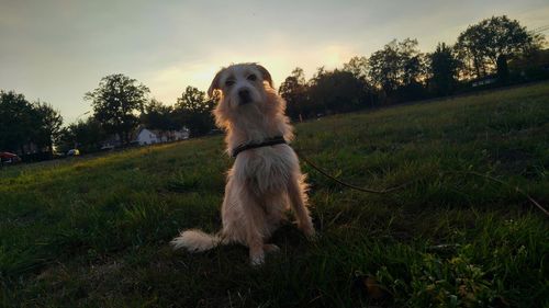 Dog on grass against sky
