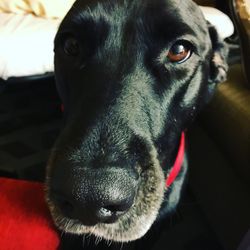 Close-up portrait of black dog