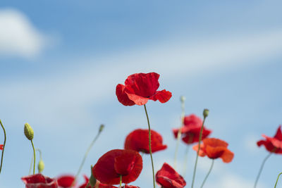 Close-up of red flowering plant against sky