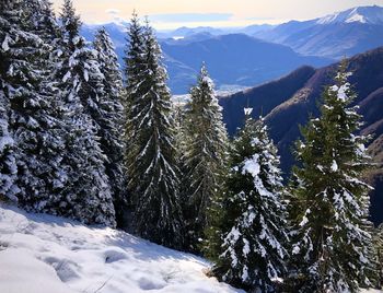 Pine trees on snow covered mountains against sky