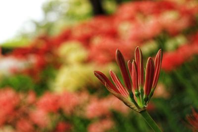 Close-up of red flowering plant