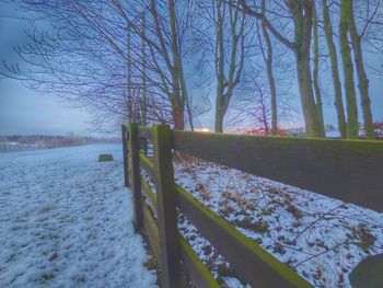 Trees on snow covered landscape