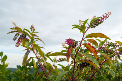 Close-up of pink flowering plant against sky