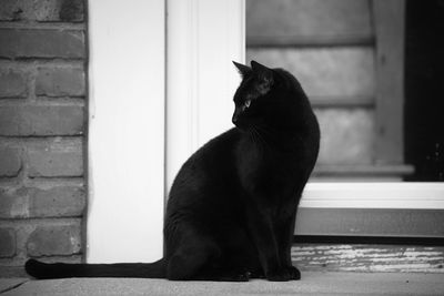 Black cat sitting against wall