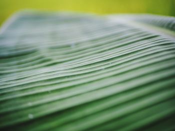 Close-up of palm leaf