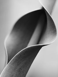 Close up of plant against blurred background