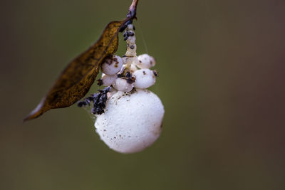 Close-up of insect on flower against blurred background