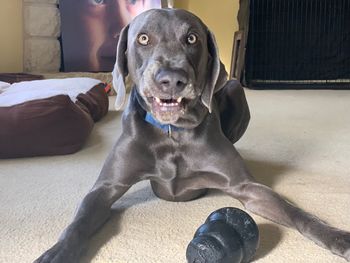 Portrait of dog relaxing on bed at home