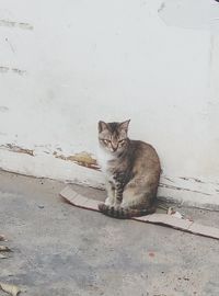 Cat sitting on retaining wall