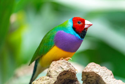 Close-up of finch perching on wood