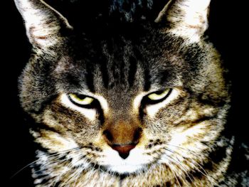 Close-up portrait of black cat