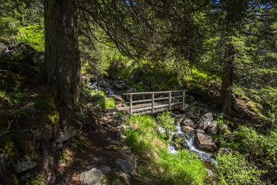 Wooden bridge on the trails of the lagorai mountain range between green meadows and larch woods 