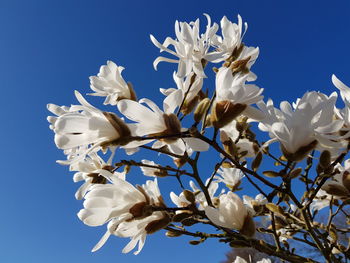 Low angle view of white flowering tree against clear sky