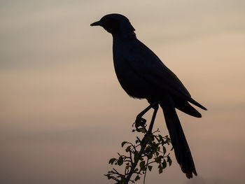 Close-up of silhouette bird perching on branch against sky