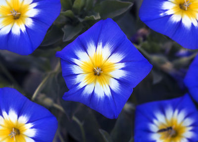 Close-up of purple flowering plant