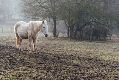 Horse standing on field against trees