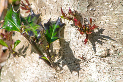 Close-up of insect on tree trunk