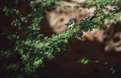 Close-up of insect perching on plant
