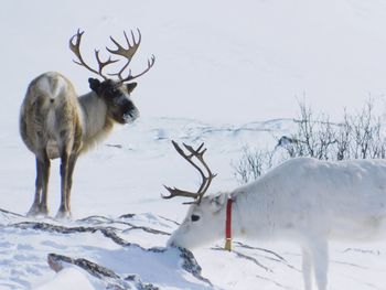 Deer on snow covered field