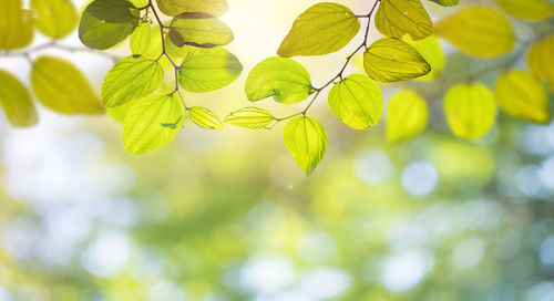 Close-up of leaves on tree