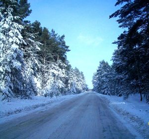 Road amidst trees against sky during winter