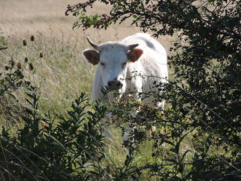 Portrait of a cow