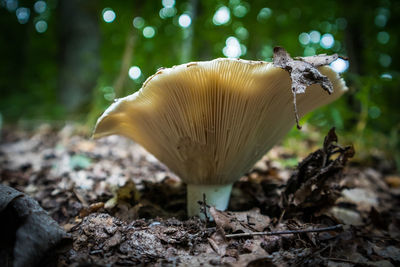 Beautiful edible mushroom growing in the forest in late summer. woodland scenery in northern europe.