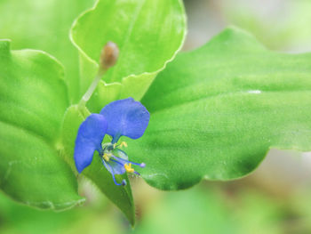 Close-up of flower