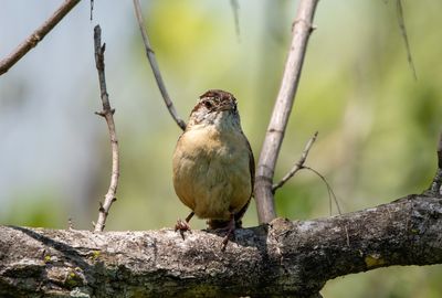Close-up of bird perching on branch