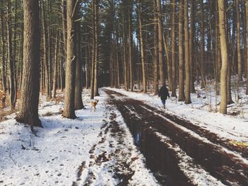 Snow covered trees in forest