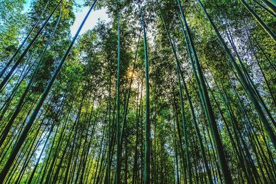 Low angle view of bamboo trees in forest