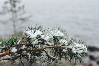 Close-up of pine cone on tree during winter