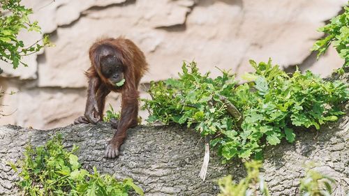 Young orangutan eating