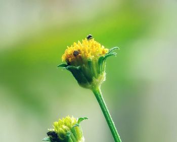 Close-up of insect on yellow flower