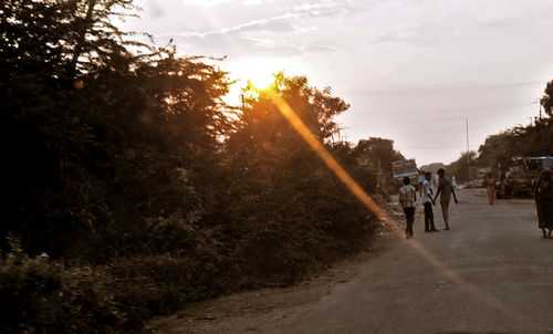 Road along trees