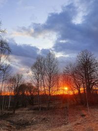 Bare trees on field against sky during sunset