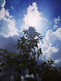 Low angle view of tree against sky