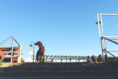 Low angle view of dog by steps against clear sky