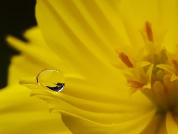 Close-up of yellow flower