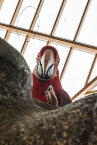 Low angle view of bird perching on floor