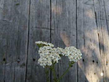 Close-up of white flowering plant