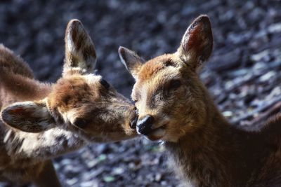 Close-up of deer