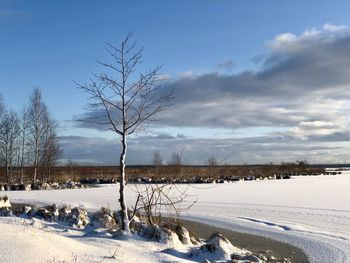 Bare tree on snow covered landscape against sky