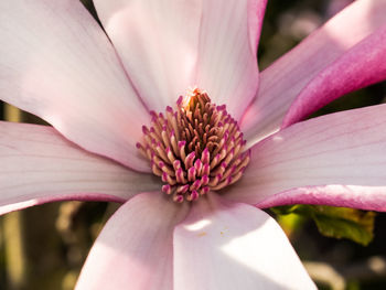 Close-up of pink flower