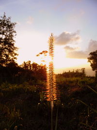 Scenic view of field against sky at sunset