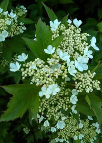 Close-up of flowers blooming outdoors