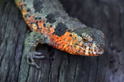 Close-up of lizard